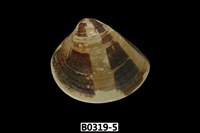 藏品(中華文蛤)的圖片